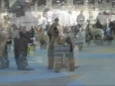 BOUVIER DES FLANDRES-BUDAPESZT 2008