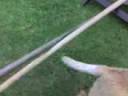 videos de Pip jumping 2