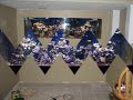 reef tank