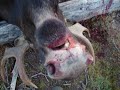 Moose Hunting in Quesnel B.C