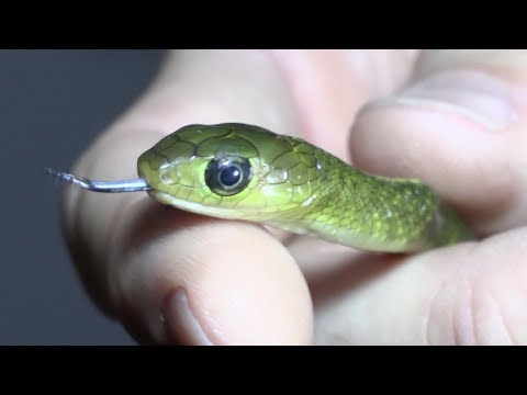 YouTube reptile video