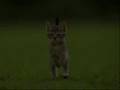 videos de cat mania