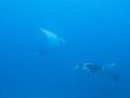 Manta Rays in Similian Islands Manta Rays in Similian Islands