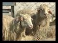 Watch 'Ու՞ր եք տանում մեր ոչխարներին'