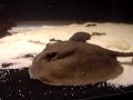 motoro-yepezi-stingrays-.html