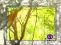 Witty Monkey vs Ferocious Tiger