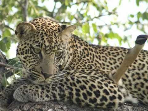 leopardo