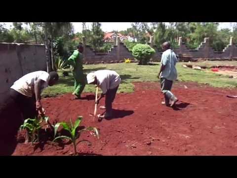 how to transplant kikuyu grass