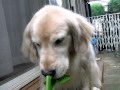 今日も野菜がうまい!!
