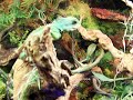 Octavian 300 CONTEST ENTRY, EXO-TERRA TERRARIUM WATER DRAGON AQUATIC TURTLES Octavian 300 CONTEST ENTRY, EXO-TERRA TERRARIUM WATER DRAGON AQUATIC TURTLES