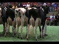 International Junior Holstein Show Sr. 2-year-olds