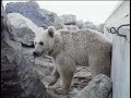 Dancing Bears