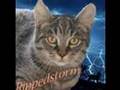 DMWC 1st Anniverary Video! (Destiny Mountain Warrior Cats)