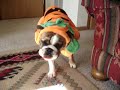 Ooby the Bulldog as the Best Pumpkin Ever