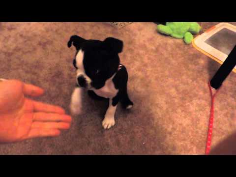 how to train boston terrier puppy