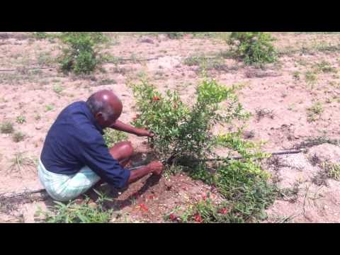 how to care pomegranate tree