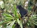 Spectacled Bear in Tandayapa, second clip Spectacled Bear in Tandayapa, second clip