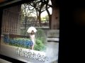 ♪愛が欲しい（前川清さん） カラオケはうたウガ デジカメで録画