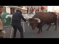 La Tradición de los bueyes
