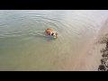 videos de Super cute puppy Digby at the beach - part1
