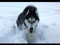 SLOW MOTION SNOW DOG!
