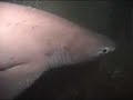 6 Gill Encounter