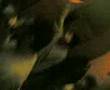 p�n up kursun nestern�no ygt yarar