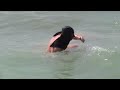 Reggie im Meer