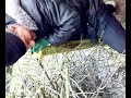 marrokaan en zijn illegale houtzaag praktijken marrokaan en zijn illegale houtzaag praktijken