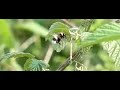 hommel ondersteboven aan wilde framboos hommel ondersteboven aan wilde framboos