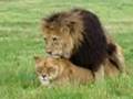 Lions Mating at Blair Drummond Safari Park