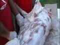 whole hog