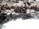 Bruny Island seals
