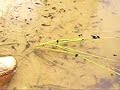 Tadpoles in a pond Tadpoles in a pond