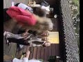 Opa Opa Opa Opa