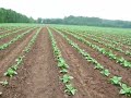 Finding An Indian Relic, Arrowhead, In A Tobacco Field In No Indian Tobacco