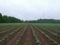 Finding An Indian Relic, Arrowhead, In A Tobacco Field In No