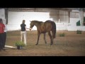 Warrior's Marque (29) 2007 Irish Draught Sporthorse gelding