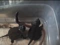 Baby Snapping Turtles