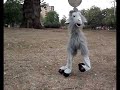 Bring The Goat Back! Bring The Goat Back!