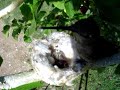 Humming bird nest April 3 2007 (feeding) Short