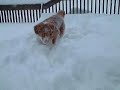 Tiver in the snow