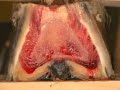 Sound hoof mechanism from the inside. Sound hoof mechanism from the inside.
