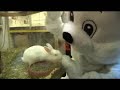 3 tage wach hasen video 3 tage wach hasen video