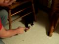 videos de Bitch Cat Fights Back