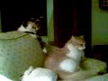 Fifi & Honey 1