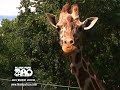 Myth Crew - Giraffe Myth Crew - Giraffe