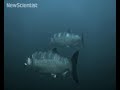 Tracking system is dam good news for salmon Tracking system is dam good news for salmon