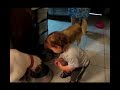 Danieli Feeds Boobo &Mika