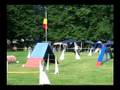Groenendael Agility - Petra mit Buddy 1. Platz A1 Emmendingen 02.08.08